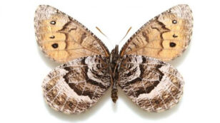 First New Butterfly Species Found in Alaska in 28 Years: Is it an Ancient Hybrid?