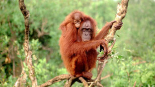 Bornean Orangutan Declared ‘Critically Endangered’