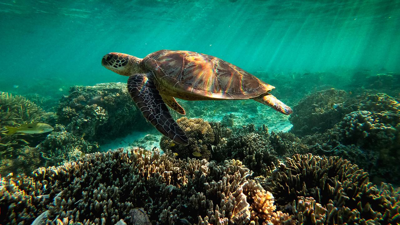 A green sea turtle is flourishing among the corals