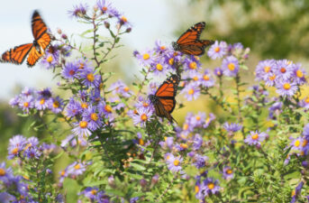 Monarch Butterflies Will Be Protected Under Historic Deal