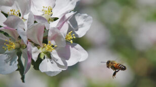 Lack of Wild Bees Causes Crop Shortage, Could Lead to Food Security Issues