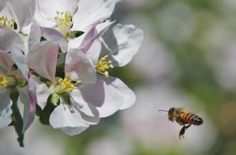 Lack of Wild Bees Causes Crop Shortage, Could Lead to Food Security Issues