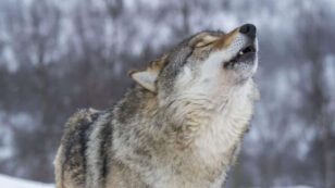 Wisconsin Wolf Hunt Ends Early as Hunters Exceed Quota