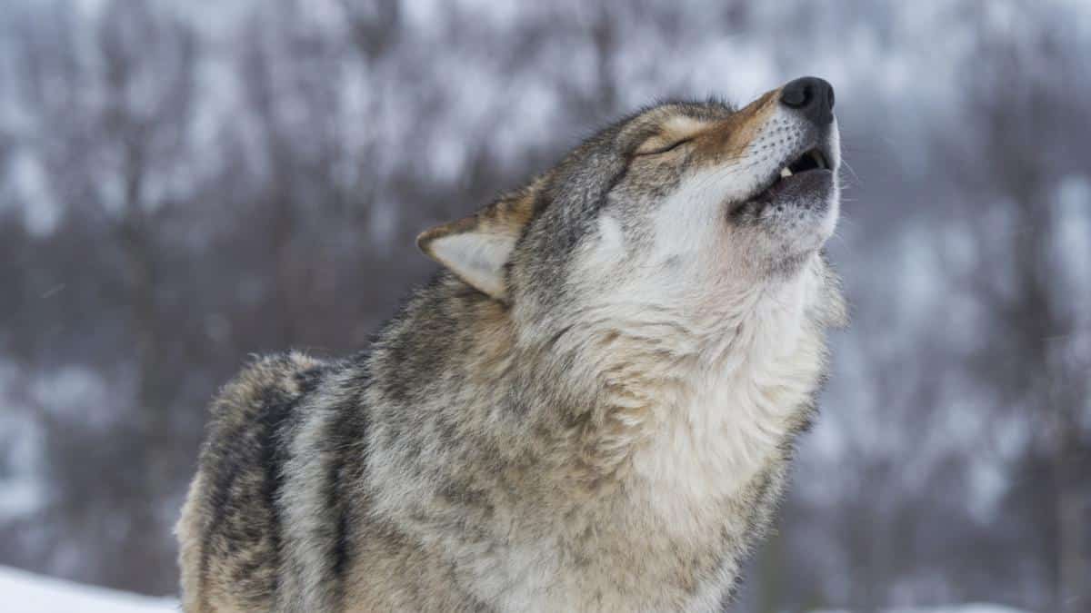 Wisconsin Wolf Hunt Ends Early as Hunters Exceed Quota - EcoWatch