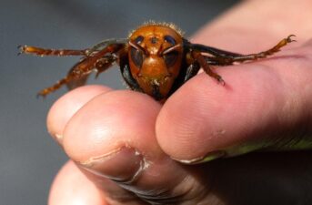 Murder Hornet Season Is Coming: Scientists Worried About Honey Bees Ask the Public for Help