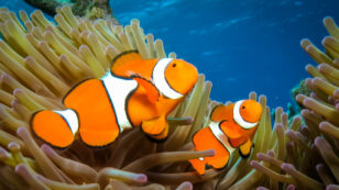Losing Nemo? Nighttime Light Pollution Can Stop Clownfish From Hatching, Study Shows