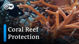 Dominican Republic: Saving Coral Reefs From Tourism, Climate Change and Overfishing