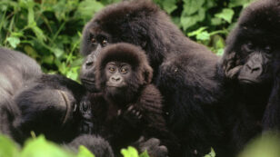 Mountain Gorilla Population Surpasses 1,000, Despite Challenges
