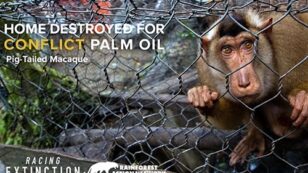 Palm Oil Industry Is Destroying Habitat of Critically Endangered Animals: Find Out How You Can Help