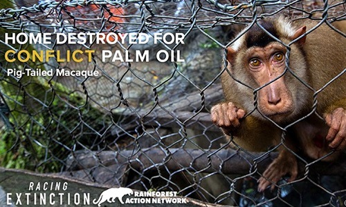 Palm Oil Industry Is Destroying Habitat of Critically Endangered Animals: Find Out How You Can Help