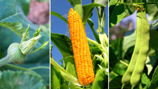 Three Sisters Garden — How to Plant Corn, Squash & Beans Together
