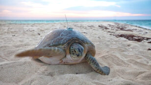 Sea Turtles Often Get Lost for Miles, but Always Find Their Destination