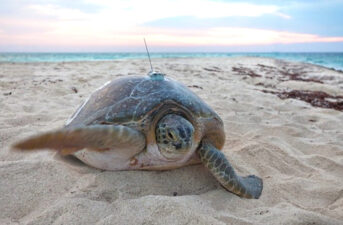 Sea Turtles Often Get Lost for Miles, but Always Find Their Destination