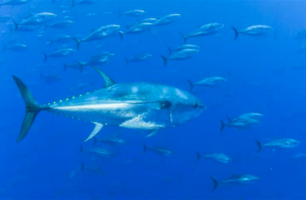 New Agreement Offers Brighter Future for Pacific Bluefin Tuna