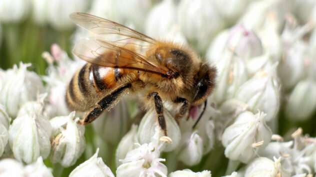 Bee Study Author Fights Back Against Bayer and Syngenta Accusations