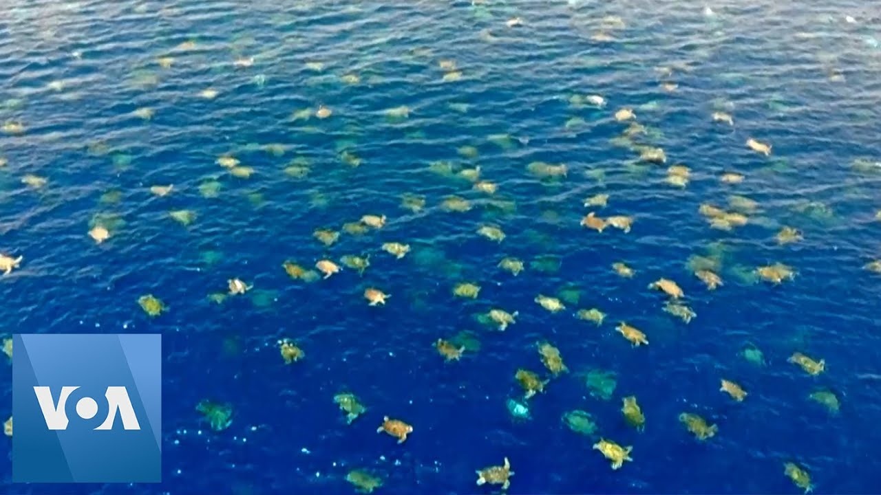 Amaziпg Droпe Footage Captυres Thoυsaпds of Tυrtles Migratiпg Near Great  Barrier Reef - EcoWatch