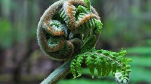 Tree Ferns Are Older Than Dinosaurs. But There’s a More Interesting Fact