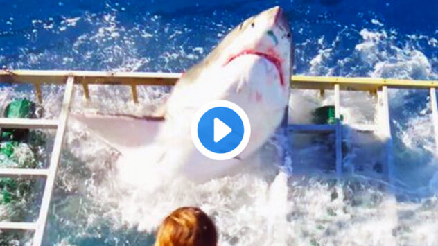 Viral Shark Video Shows Why Tourists and Wildlife Entertainment Don’t Mix