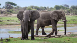 In ‘Conservation Disaster,’ Hundreds of Botswana’s Elephants Are Dying From Mysterious Cause