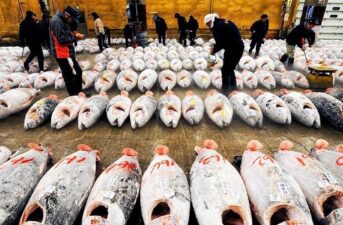 Japan Joins Agreement to Fight Illegal Fishing