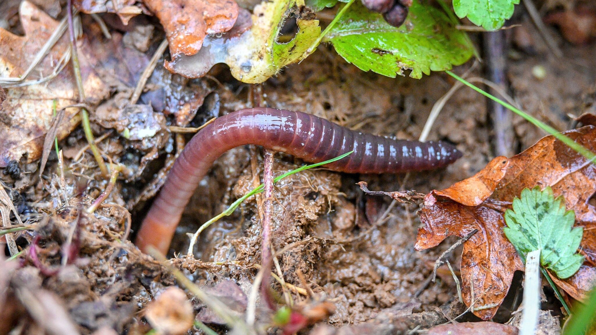 Study Finds Microplastics Stunt Earthworms’ Growth and Could Harm Soil Ecosystems