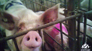 Undercover Investigation Exposes Shocking Neglect at Third Largest Pig Farm in U.S.