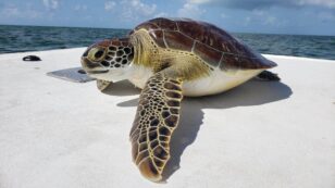 Sea Turtles in the Florida Keys Have High Tumor Rates. Are Humans to Blame?