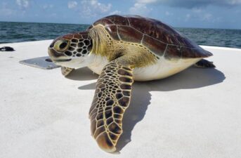 Sea Turtles in the Florida Keys Have High Tumor Rates. Are Humans to Blame?