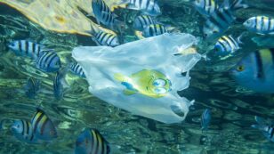 Hundreds of Fish Species, Including Many That Humans Eat, Are Consuming Plastic