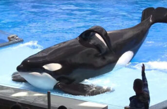 Infamous Killer Whale Tilikum Dies in Captivity