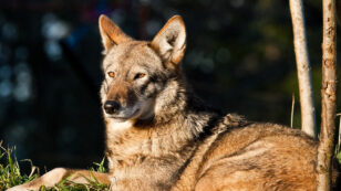 Government Study Confirms Endangered Red Wolves Are a Separate Species Worthy of Protection