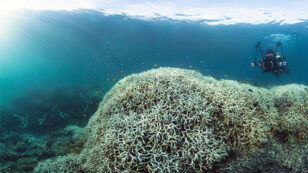 Dramatic Images Show Worst Coral Bleaching Event to Ever Hit Most Pristine Part of Great Barrier Reef
