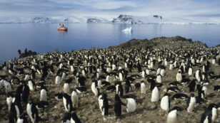 Microplastics Found in Antarctica’s Food Chain for First Time