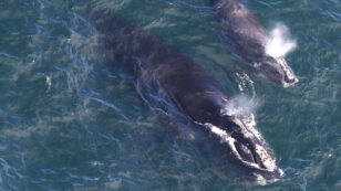 One of the World’s Most Endangered Whales Is Experiencing a Mini Baby Boom