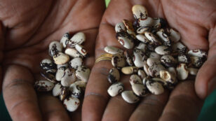 26 Organizations Working to Conserve Seed Biodiversity