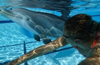 Will a $26M Robot Dolphin Replace Captive Animals in Aquariums and Theme Parks?