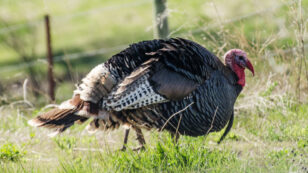 Neonicotinoid Pesticides Have Been Found in Wild Turkeys