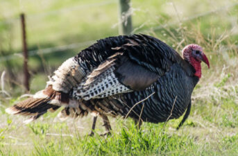 Neonicotinoid Pesticides Have Been Found in Wild Turkeys