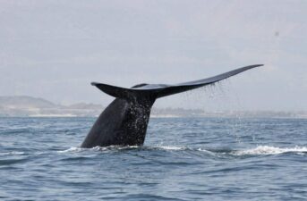 Scientists Discover New Population of Endangered Blue Whales Using Their Song