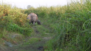 Baby Rhino Brings New Hope to India’s Manas National Park