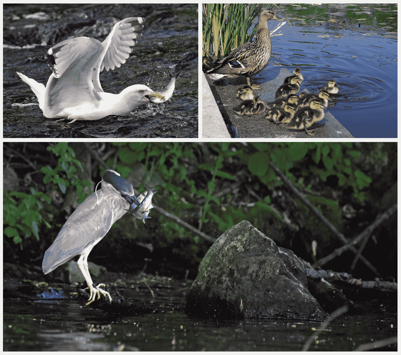 A gull and a black-crowned night heron snap up river herring.