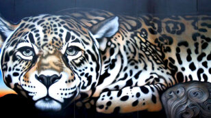 10 Endangered Species Murals Connect Communities to the Natural World