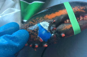 Lobster With Pepsi Can ‘Tattoo’ Embodies Fears About Ocean Waste: Here Are 5 More Examples