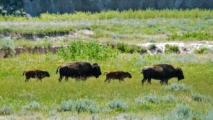 The Return of a Relative: Tribal Communities in the Northern Great Plains Rally Around Bison Restoration