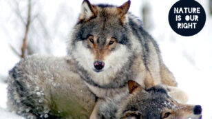 Huge Victory for Norway’s Wolves