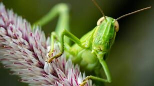 Scientists Sound Alarm About Insect Apocalypse