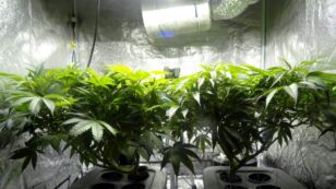 Growing Cannabis Indoors Produces a Lot of Greenhouse Gases – Just How Much Depends on Where It’s Grown