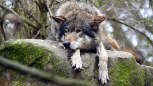 Wolves ‘Established’ in Netherlands for First Time in 140 Years