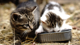 What You Need to Know About Cat and Dog Food