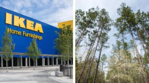 IKEA Parent Company Buys Georgia Forest With Pledges to Manage It Sustainably